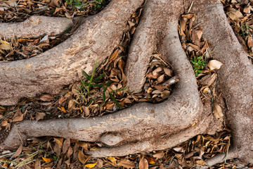 dry autumn leaves fallen to the ground.