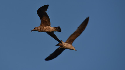 young seagull in flight