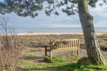 Wooden bench under a pine tree on the mud flat on the island of Sylt