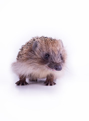 Cute wild European Hedgehog Isolated on White Background.
