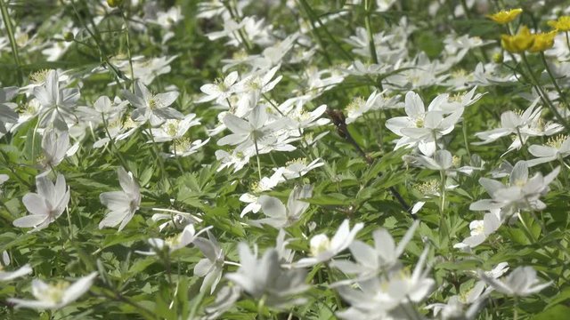 A beautiful snowdrop flower dangles from the storn to the side and beyond the wind. Snowdrop forest. A magnificent view of the formation of a snowdrop in the forest.Dolly zoom