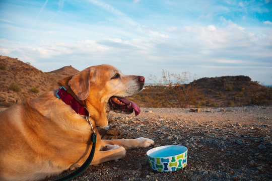 Side Portrait of Labrador retriever dog, looking happy and content. Resting in the mountain.  Beautiful sunset. hiking with dog. 