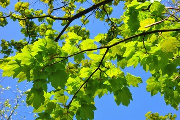 green leaves against blue sky