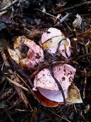 Pinl mushroom eggs in dry grass
