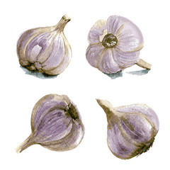 Set of garlic. Hand drawn watercolor illustration. Vector - 346501657