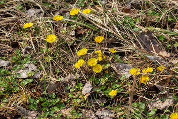 Beautiful yellow coltsfoot flowers growing between dry grass and leaves, Tussilago farfara