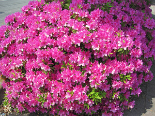 Pink azalea flowers