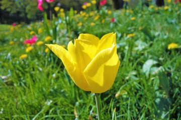 A yellow tulip flower.