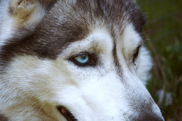 Husky dog sitting on the grass. Grey and white Siberian husky with blue eyes on a walk.
