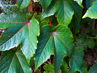 green leaves of a tree