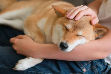 A woman petting a cute red dog Shiba inu, sleeping on her lap. Close-up. Happy cozy moments of life. Stay at home concept © Елена Швецова