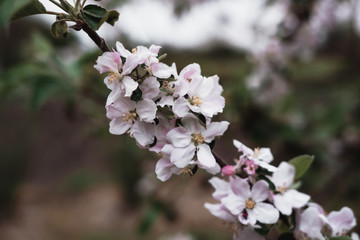 Blooming Apple branch. Small pink flowers on a tree branch in the garden.