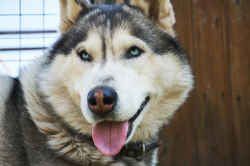 Husky dog sitting on the grass. Grey and white Siberian husky with blue eyes on a walk.
