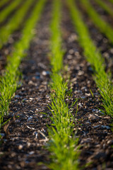 Young crops growing on a farm in Sussex on a sunny spring day