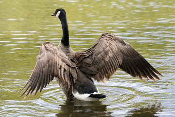 Canada Geese at lake and in farm field causing a nuisance