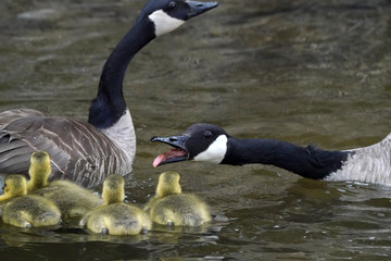 Canada Geese chicks grazing on grass or with parents
