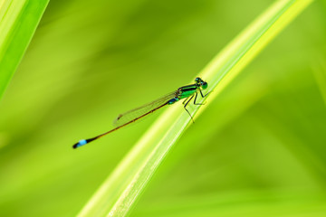 Close-up to the color and beauty of the green dragonfly perched on the leaves in the garden.