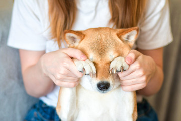 Woman playing with her cute red Shiba inu dog  at home. Close-up. Happy cozy moments of life. Stay at home concept