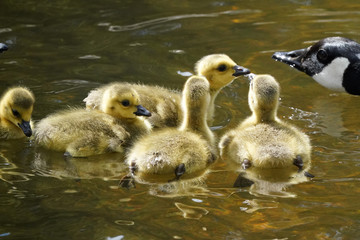 Canada Geese family, parents and young in nature reserve
