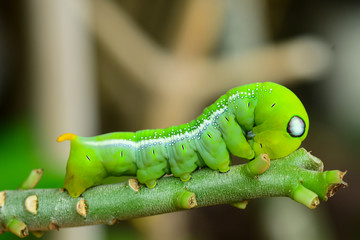 Close up large green caterpillar on a branch Looking for leaves to eat in the garden.