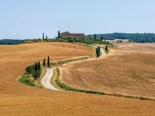 Fototapeta na wymiar Farmhouse surrounded by a wheat crop on a hill in the Tuscany landscape. Panoramic view of a summer day in the classic Italian rural landscape. paved access road