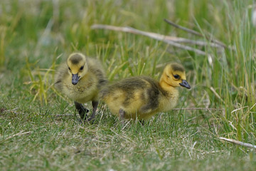 Canada Geese chicks grazing on grass or with parents
