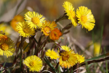 Huflattich (Tussilago)