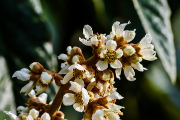 Loquat tree (Eriobotrya japonica) tree flowers blooming in autumn close up.