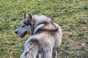 Husky dog sitting on the grass. Grey and white Siberian husky with blue eyes on a walk.