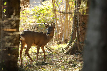 Rehbock (Capreolus capreolus)