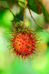 Selective Focus red rambutan on the tree, fresh fruit, colorful fruit.