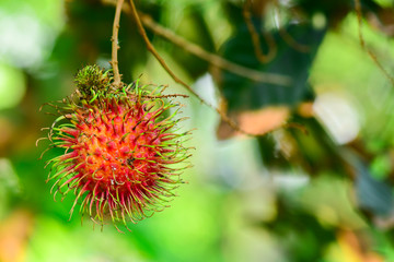 Selective Focus red rambutan on the tree, fresh fruit, colorful fruit.