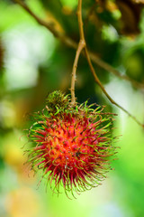 Selective Focus red rambutan on the tree, fresh fruit, colorful fruit.