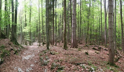 Frühling überall - Schöner Wald bei Hohenaschau