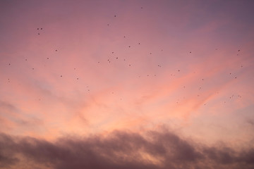 Beautiful violet sky with clouds and birds. Perfect for background.