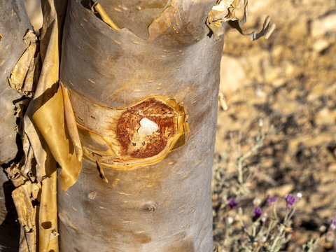 Cut Frankincense tribe, Boswellia sacra, Wadi Dawkah, Oman