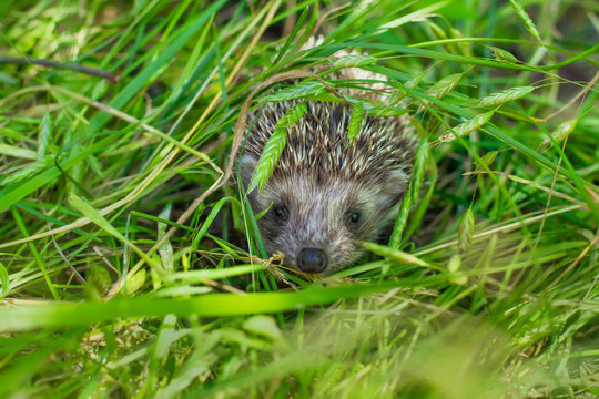 Baby Hedgehog Is Hiding In The Grass.