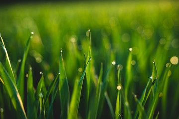 Fototapeta premium Morning dew drops in the grass