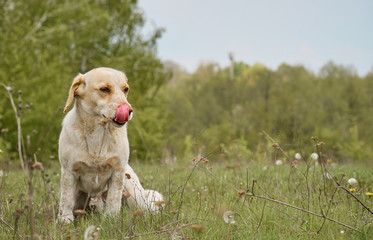 Village dog on the field.