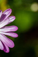 A close up of part of a pink flower, with a shallow depth of field