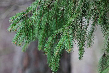 Green spruce branches. Coniferous evergreen tree.