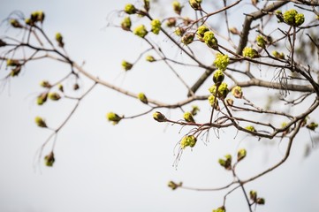 Fresh maple buds on branches against a light sky