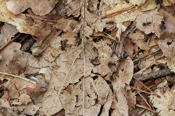 Brown ants on oak leaves. The background of the ground brown leaves.
