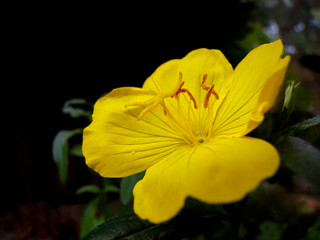 Żółty kwiat