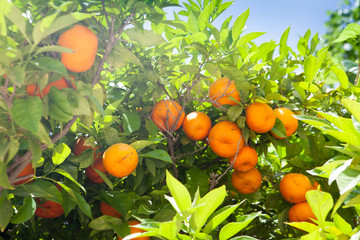 Oranges growing on a tree. Orange garden. Sunny day. Valencia, Spain