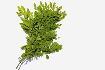 Moringa Oleifera Leaves or Horseradish Leaves Isolated on White Background in Horizontal Orientation with Copy Space, Also Known as Drumstick 