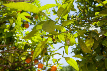 Green little oranges growing on a tree. Orange garden. Sunny day. Valencia, Spain