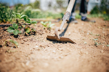 young girl cultivates the earth with a hoe. Hoe close-up.