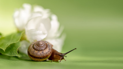 Little snail and white apple flowers on bright green background. Spring time and flowering period concept