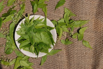 Neem Leaves or Azadirachta Indica Leaves on Burlap Background, Perfect for Wallpaper